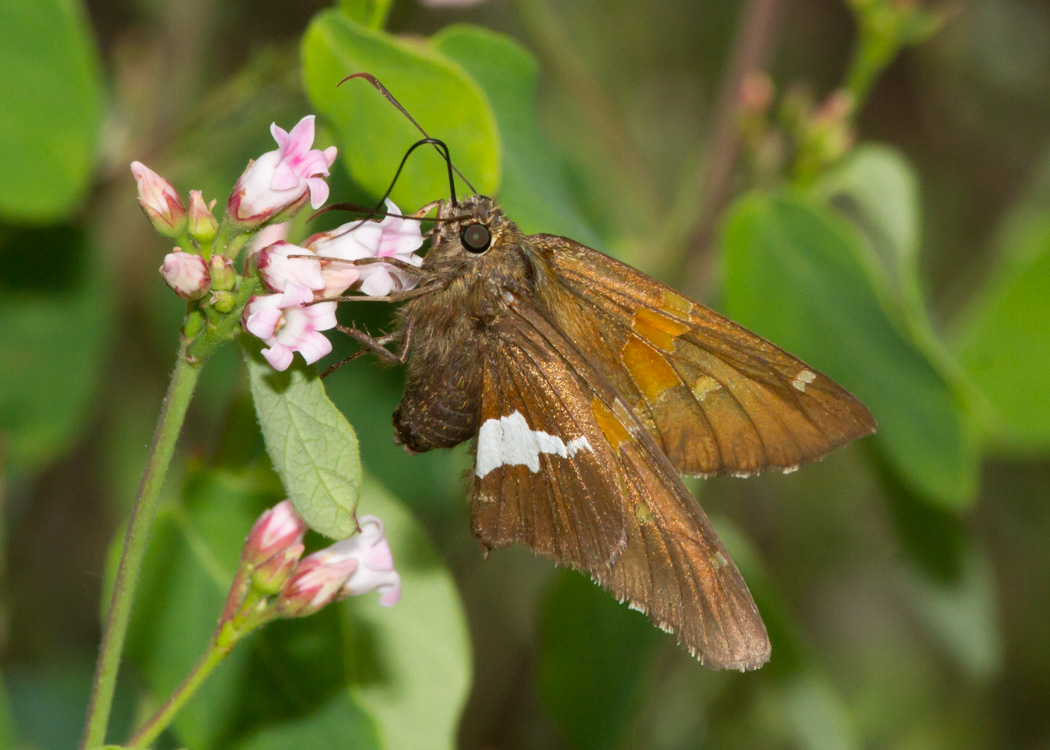 Silver-spotted Skipper