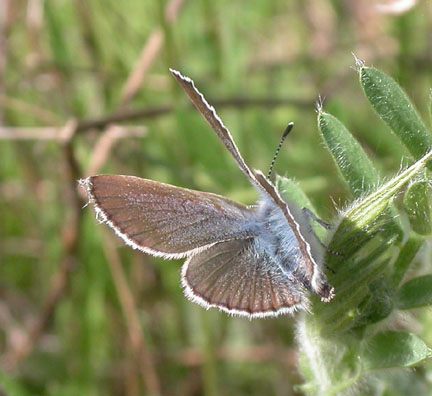 Silvery Blue