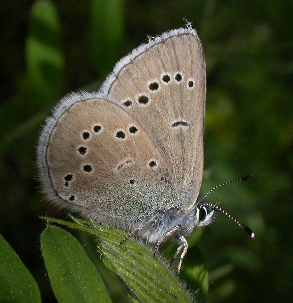 Silvery Blue