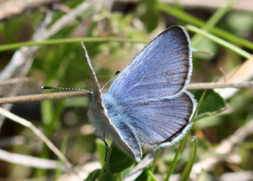 Silvery Blue