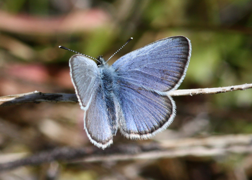 Silvery Blue