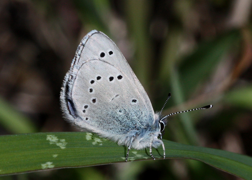 Silvery Blue