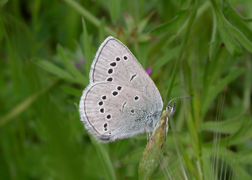 Silvery Blue