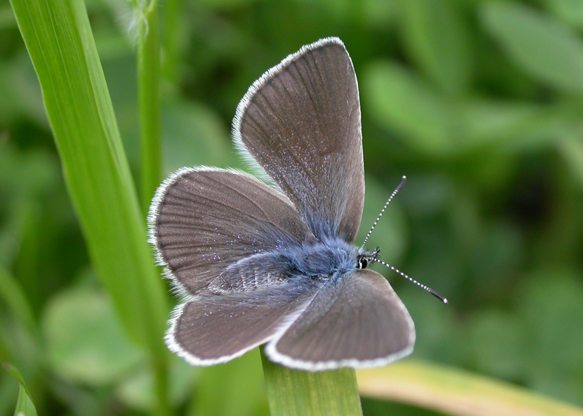 Silvery Blue