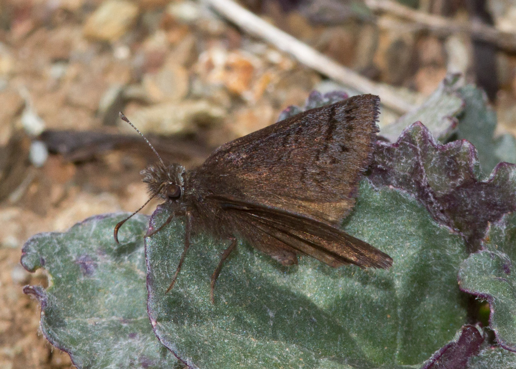 Sleepy Duskywing