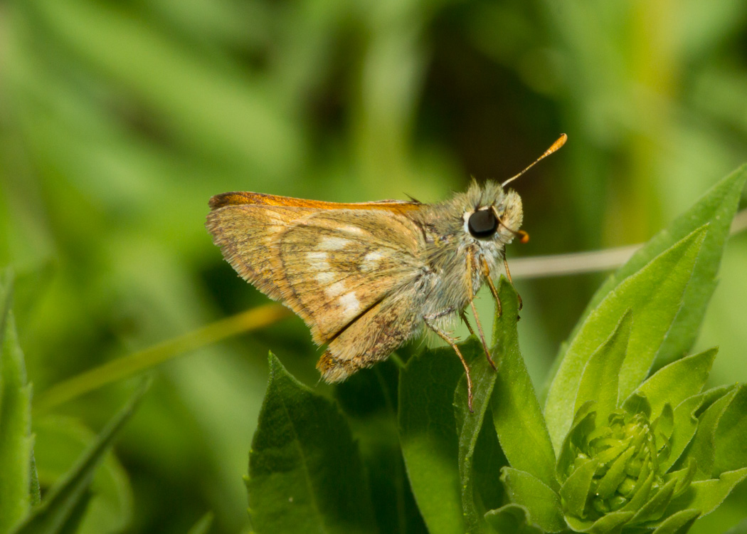 Sonoran Skipper