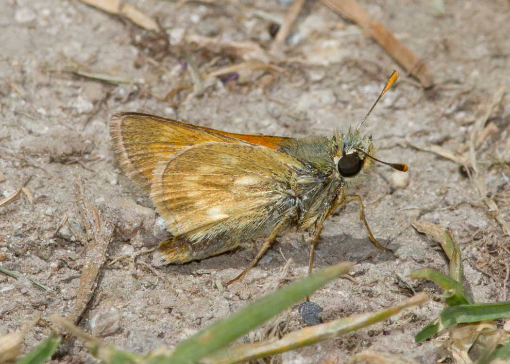 Sonoran Skipper