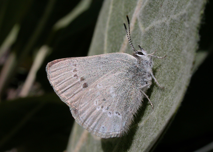 Sooty Hairstreak