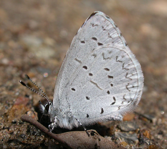 Spring Azure