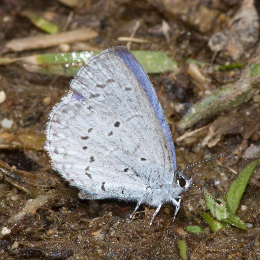 Spring Azure