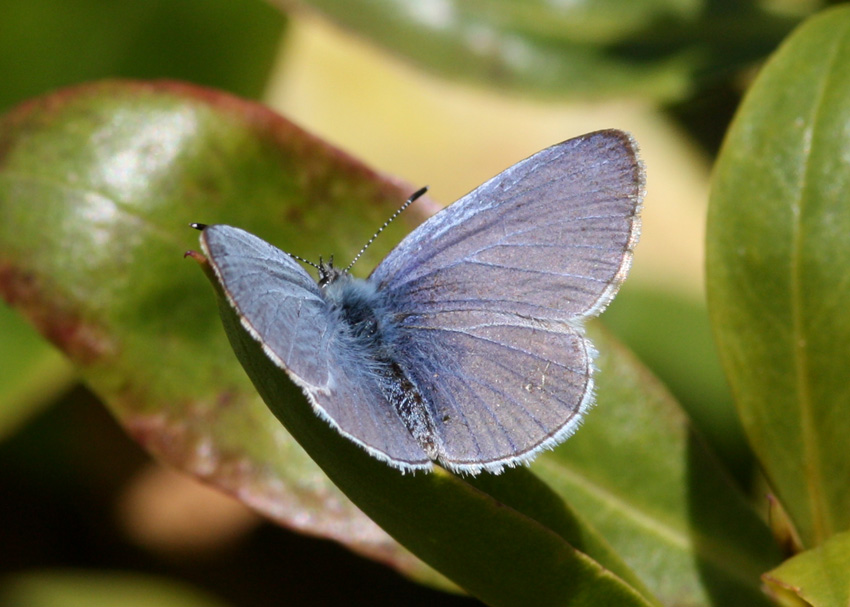 Spring Azure