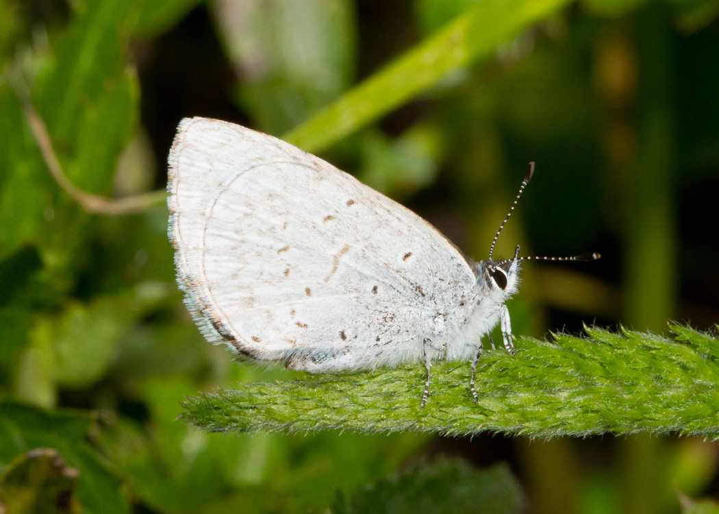 Spring Azure