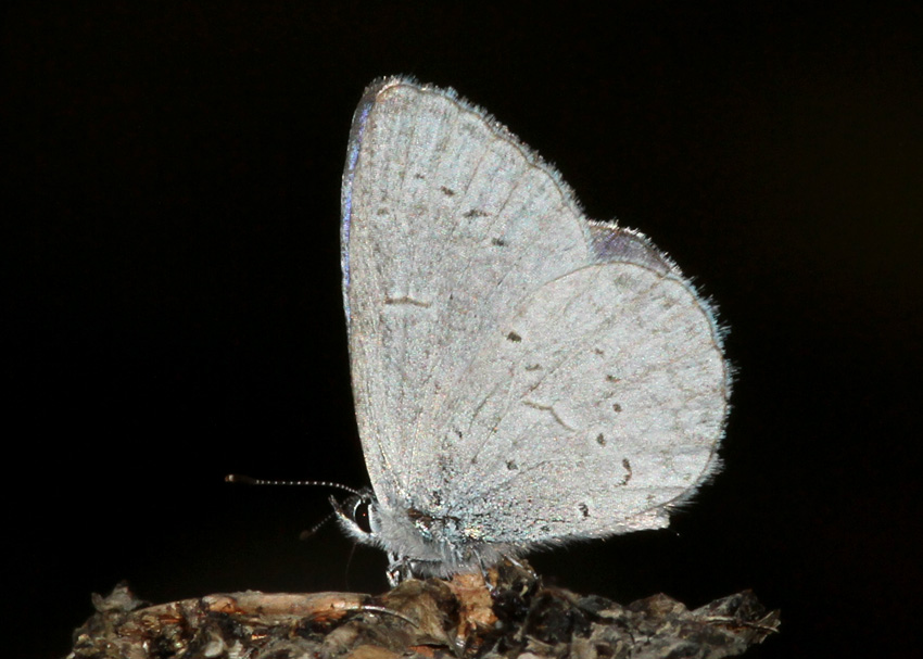 Spring Azure