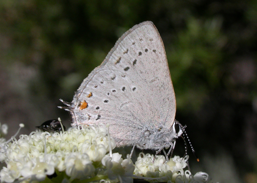 Sylvan Hairstreak