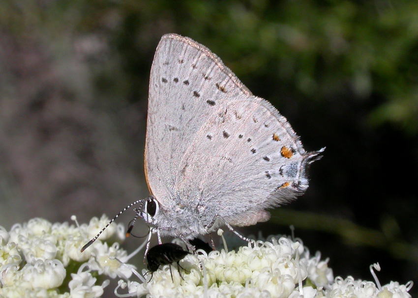 Sylvan Hairstreak