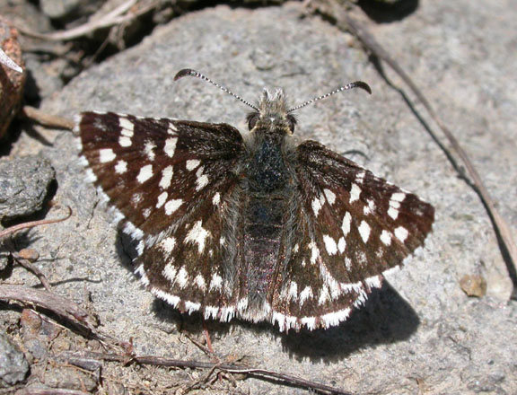 Two-banded Checkered-Skipper