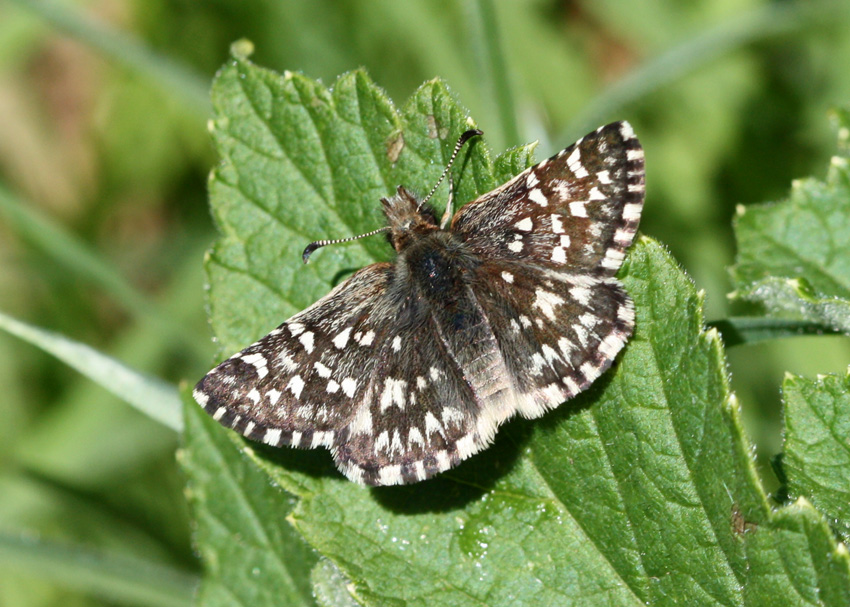 Two-banded Checkered-Skipper