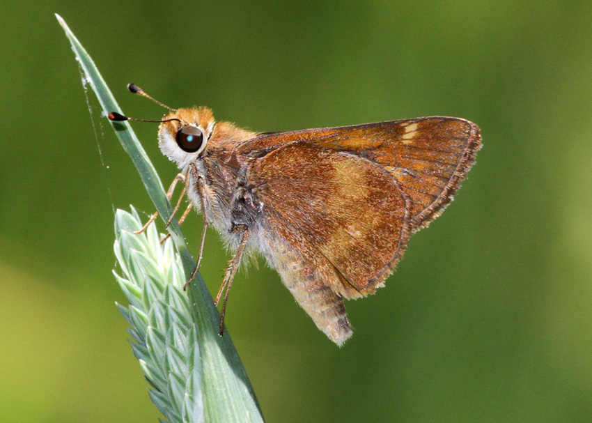 Umber Skipper