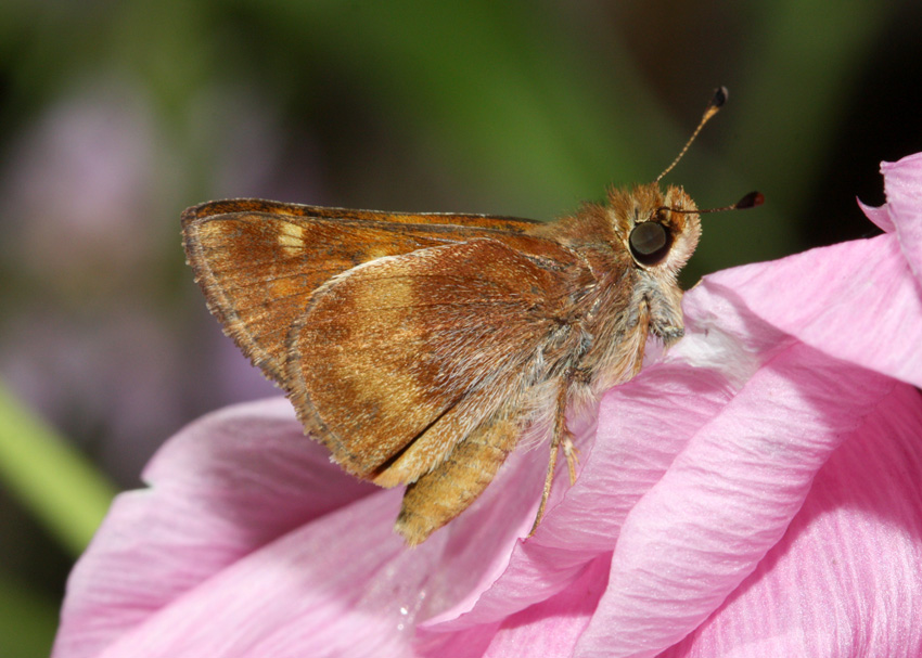 Umber Skipper
