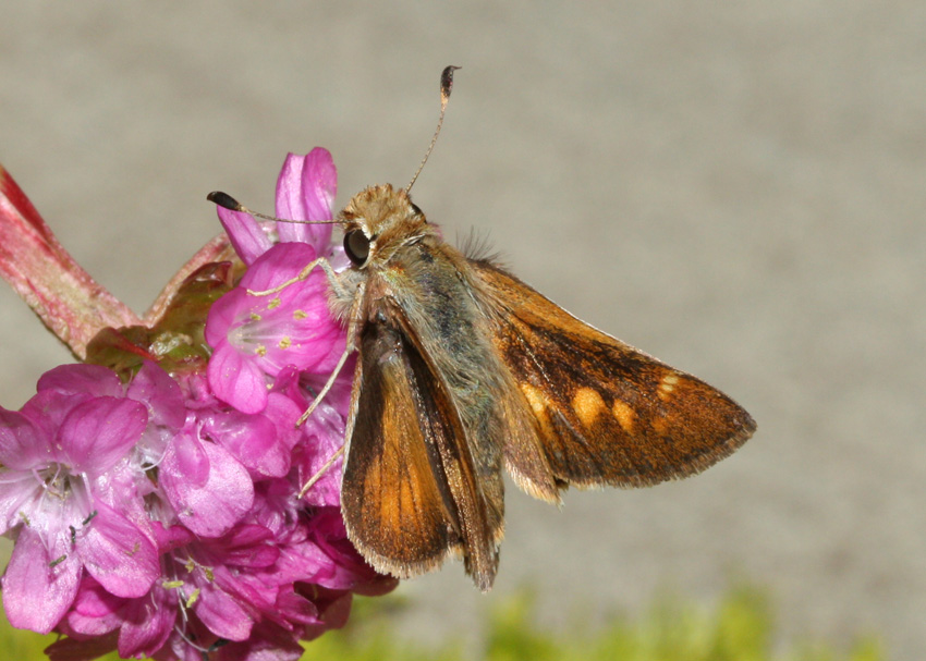 Umber Skipper