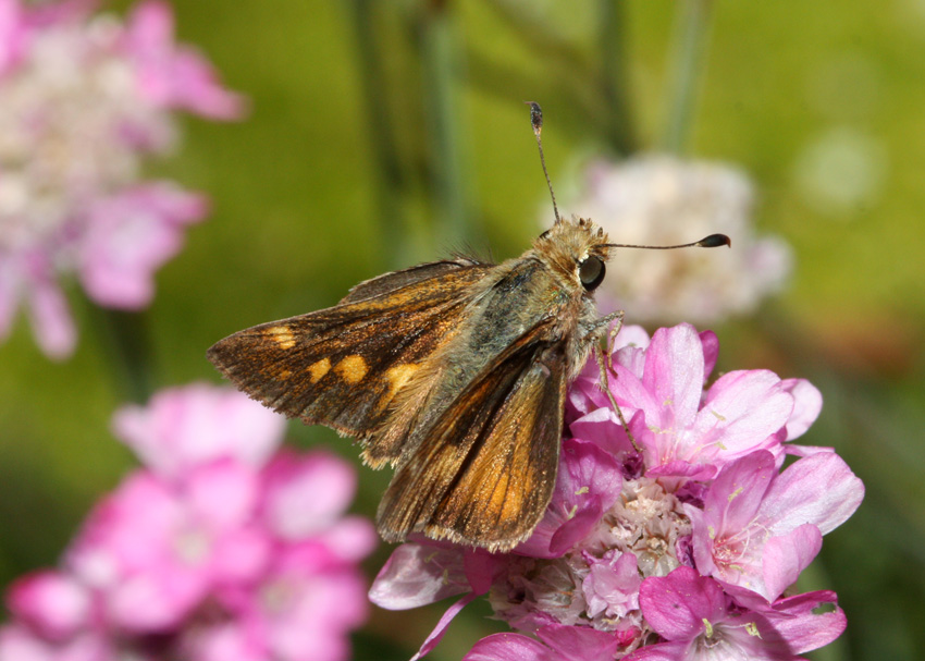 Umber Skipper
