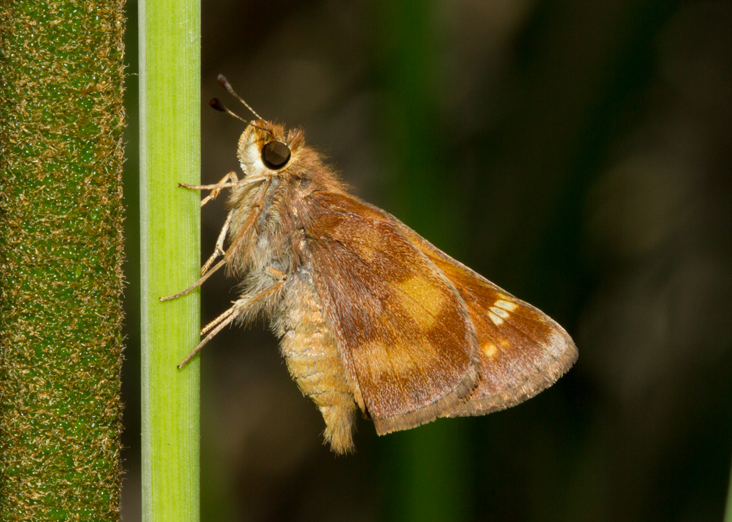 Umber Skipper