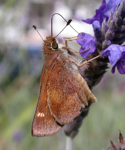 Umber Skipper