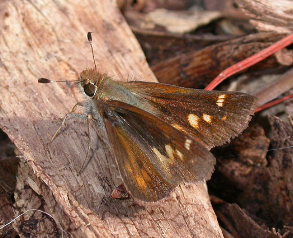 Umber Skipper