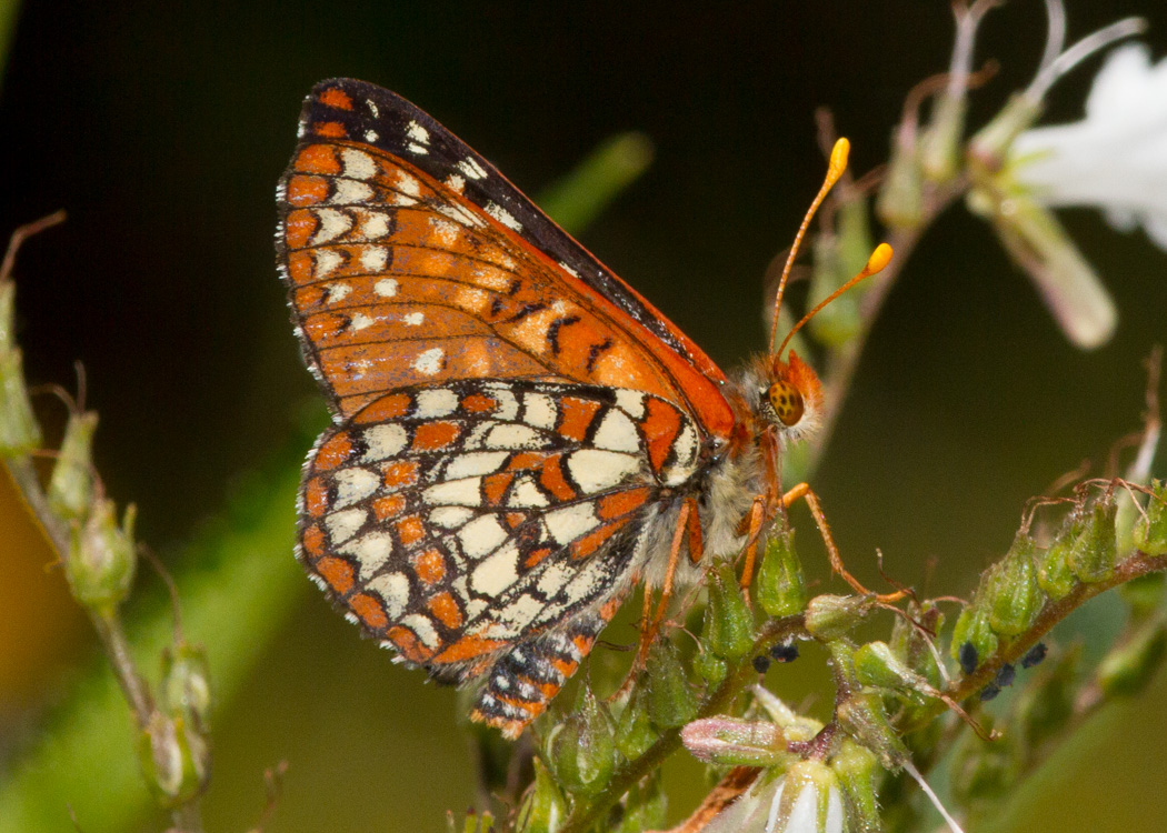 Variable Checkerspot