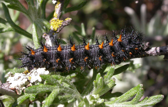 Variable Checkerspot