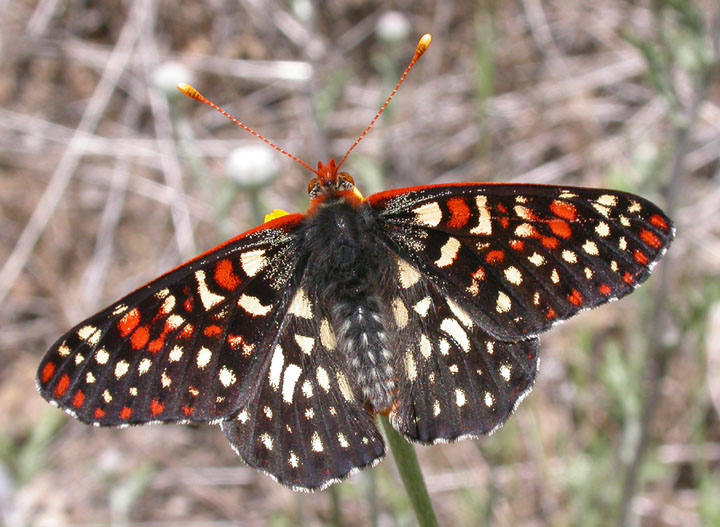 Variable Checkerspot