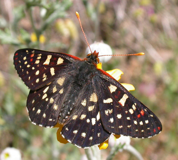 Variable Checkerspot