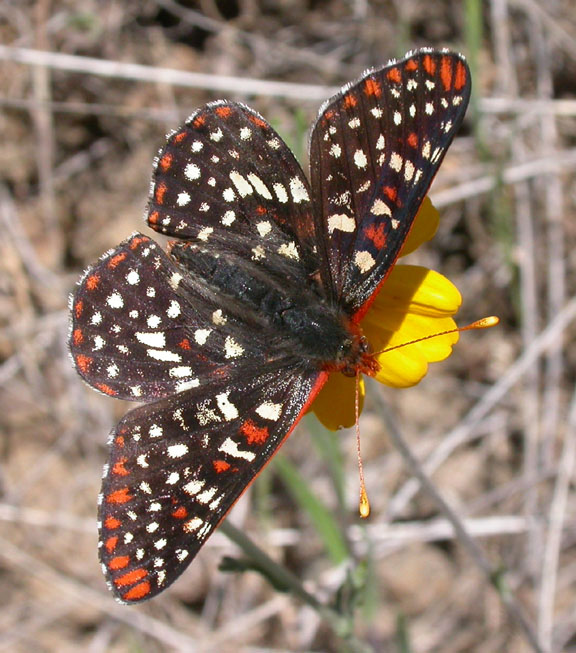 Variable Checkerspot