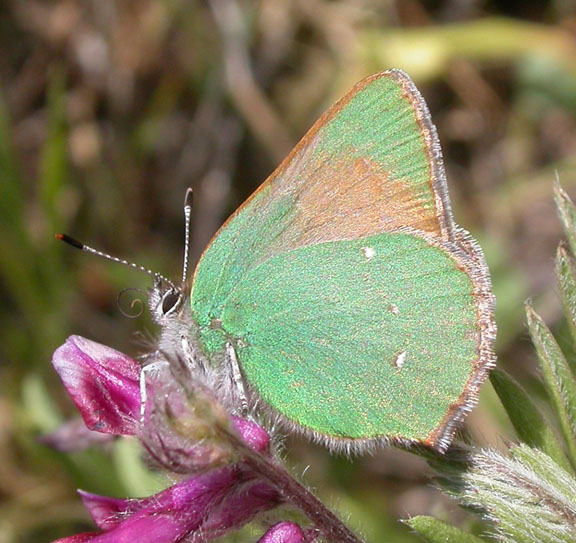 Western Green Hairstreak