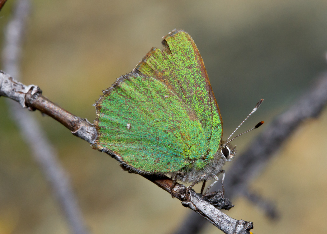 Western Green Hairstreak