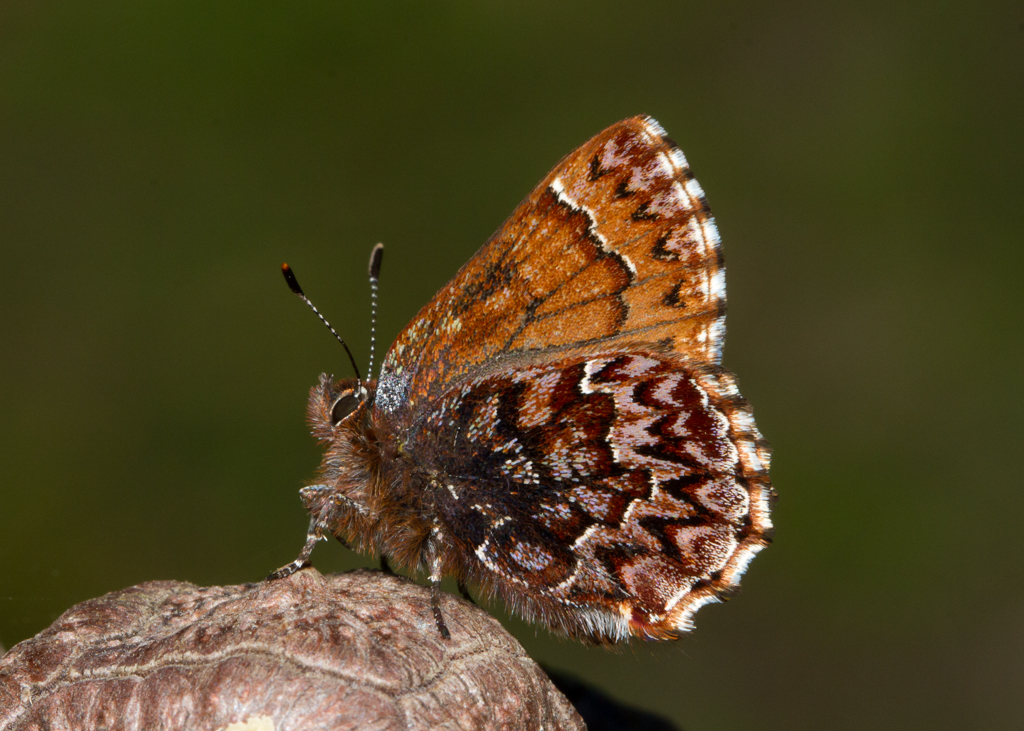 Western Pine Elfin