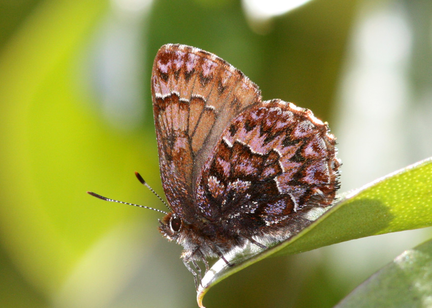 Western Pine Elfin