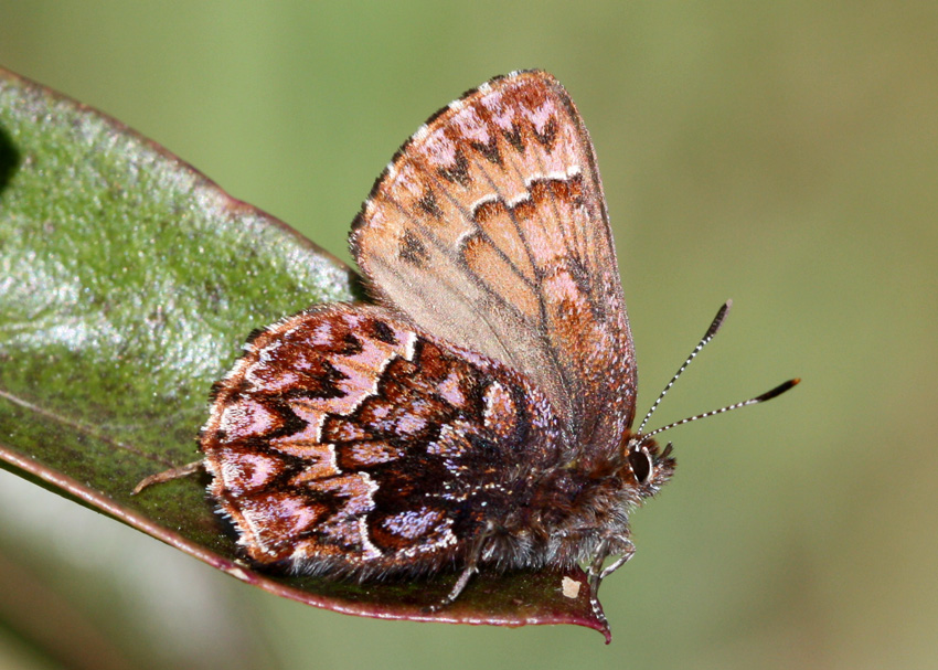 Western Pine Elfin