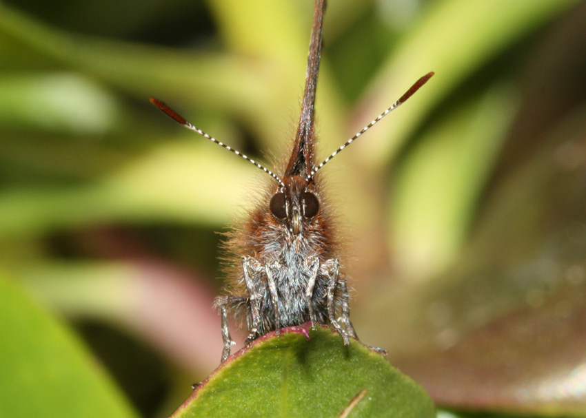 Western Pine Elfin