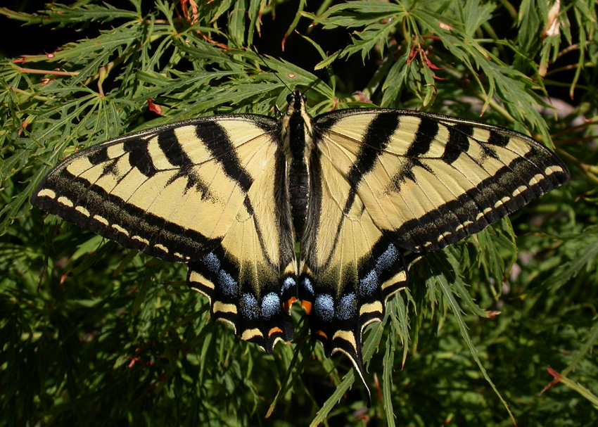 Western Tiger Swallowtail