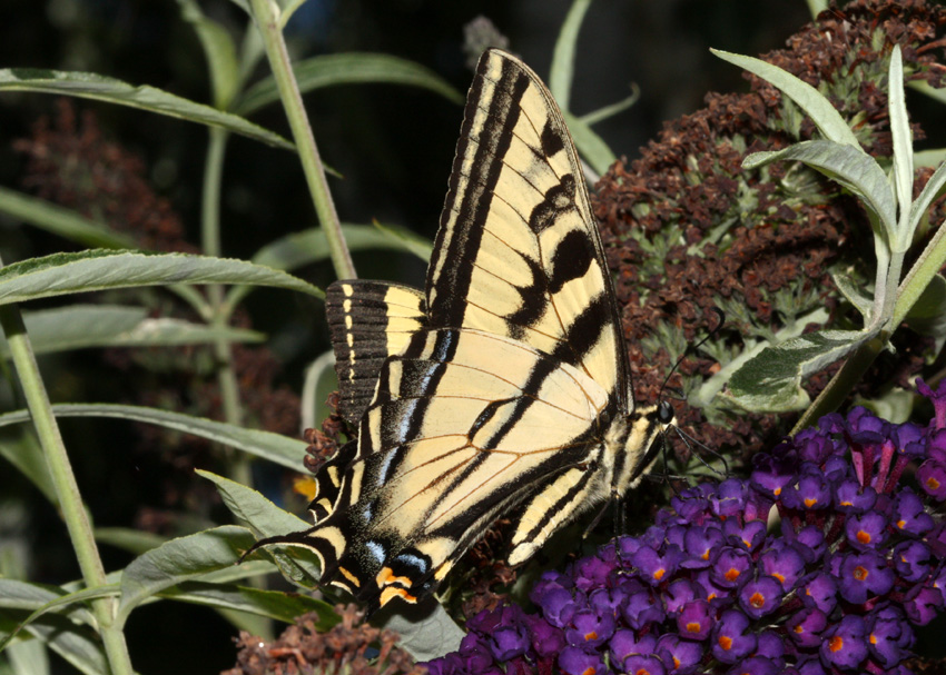 Western Tiger Swallowtail