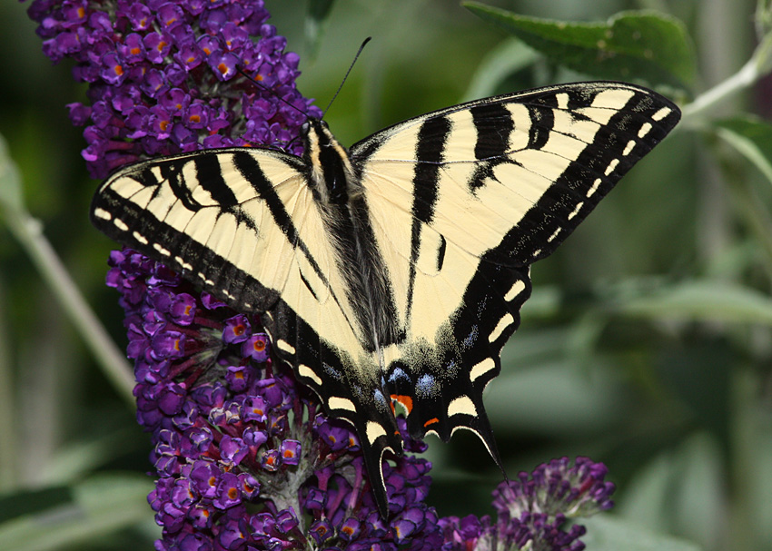 Western Tiger Swallowtail