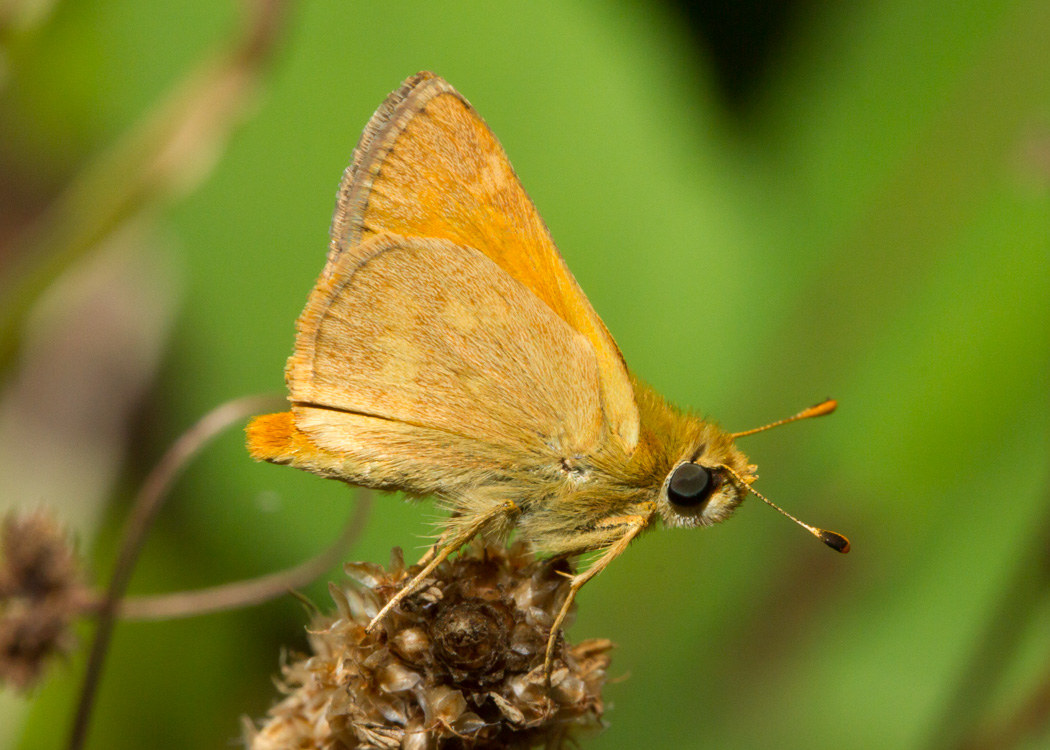 Woodland Skipper