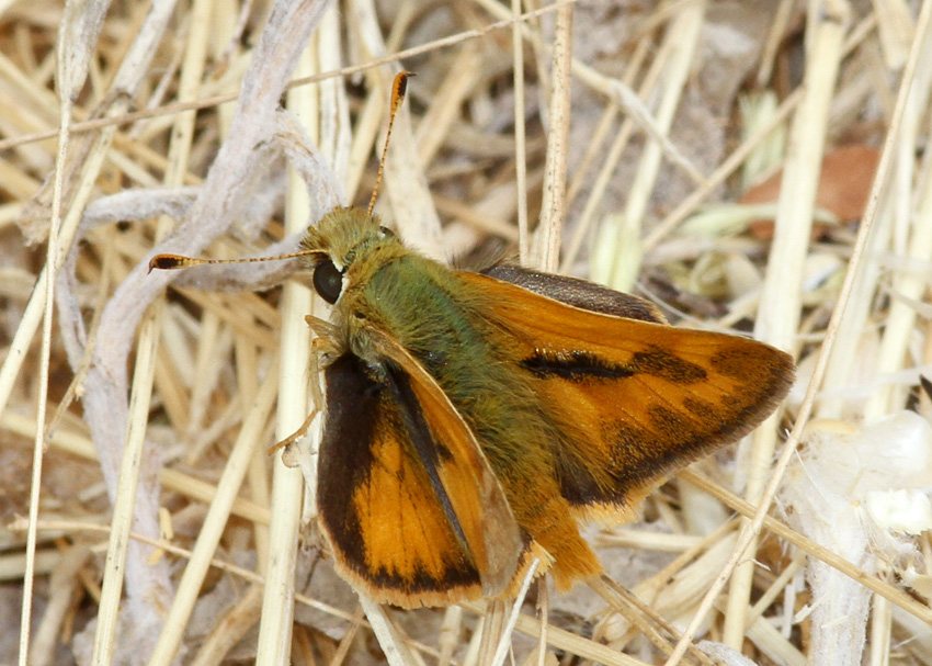 Woodland Skipper