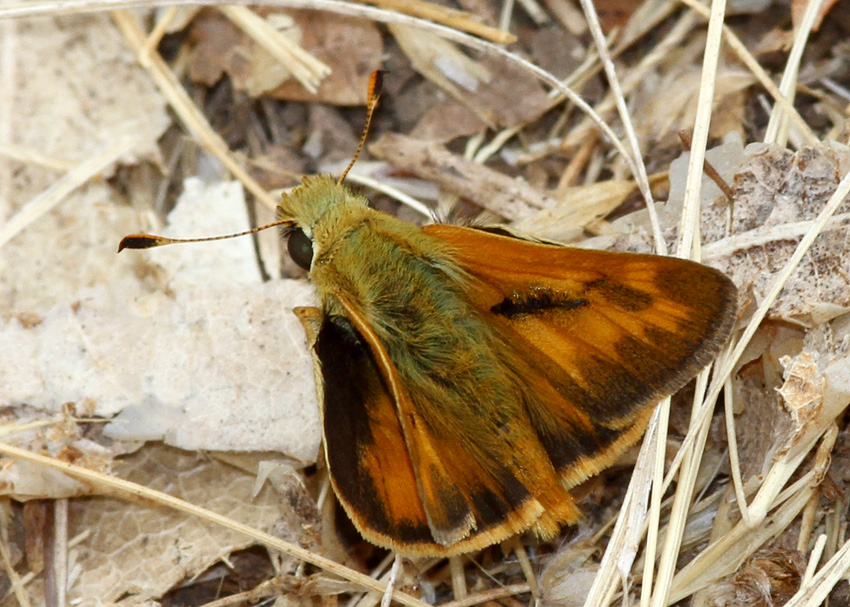 Woodland Skipper