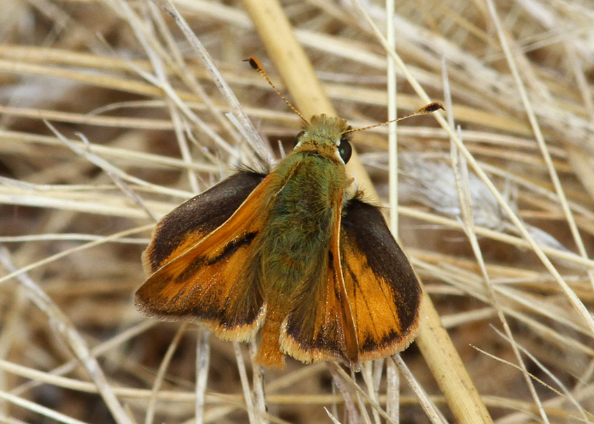 Woodland Skipper