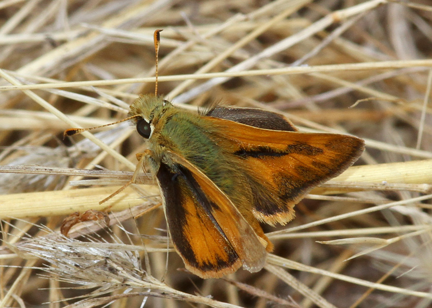Woodland Skipper