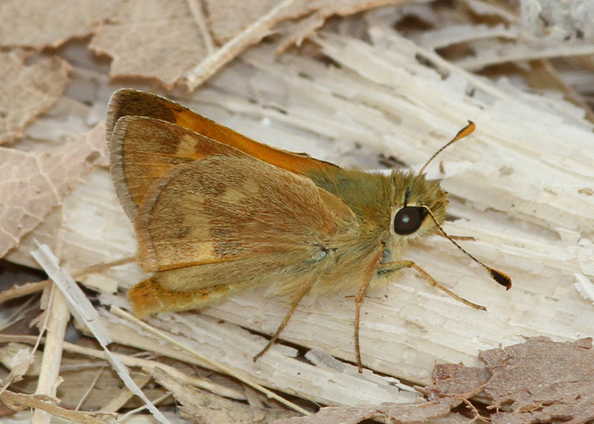 Woodland Skipper