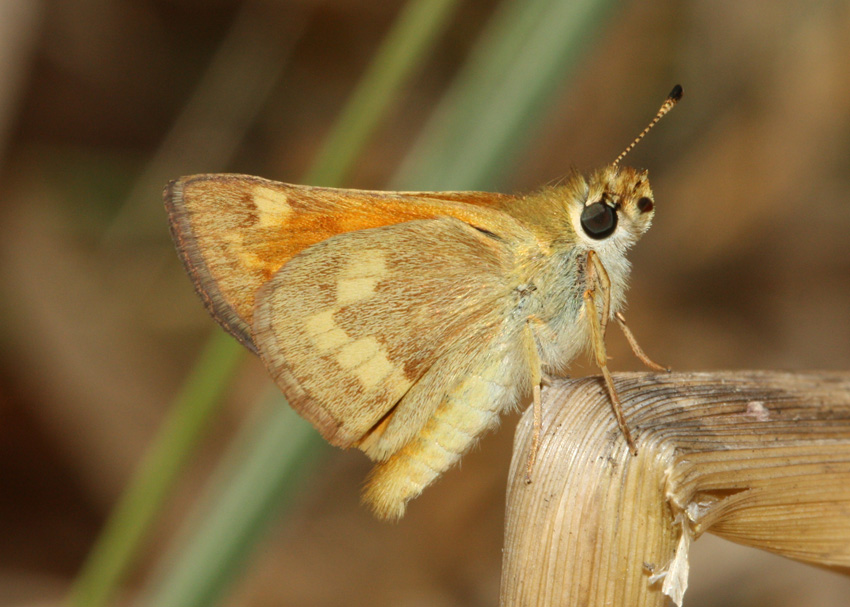 Woodland Skipper