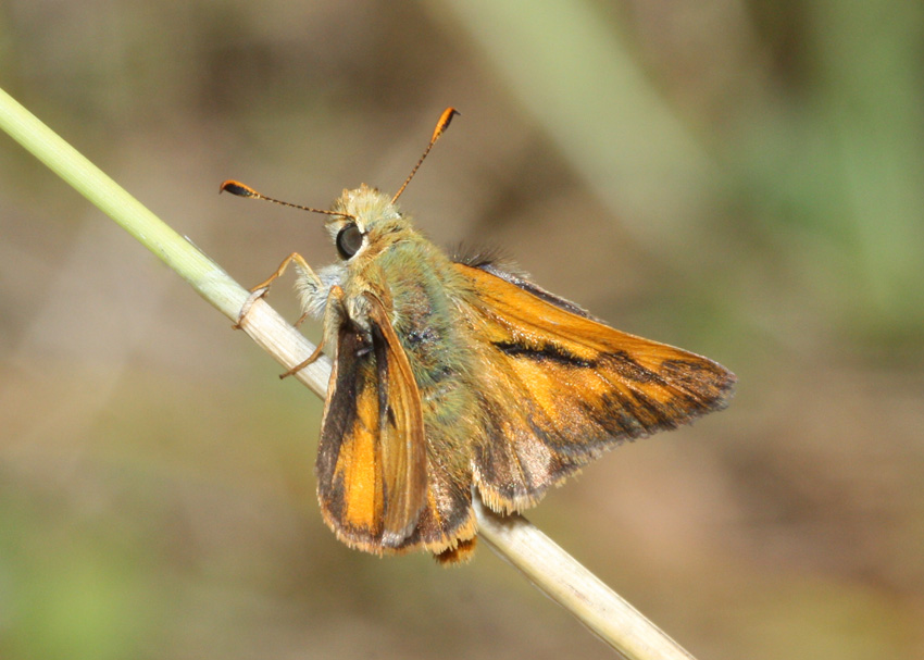 Woodland Skipper